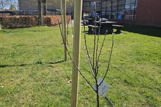 Green Team vergroent school met fruitbomen