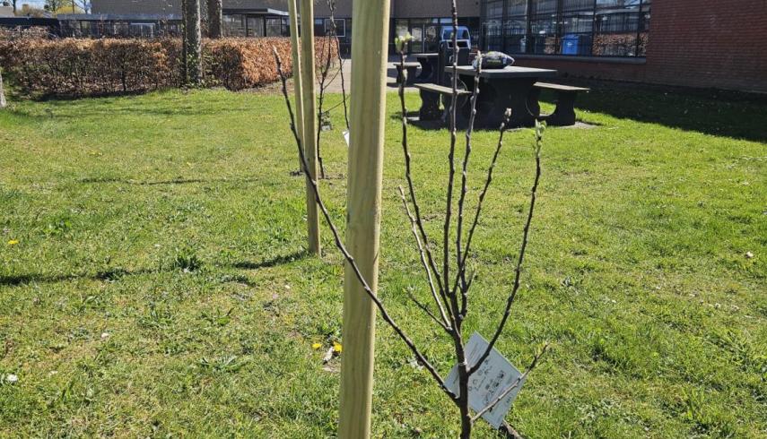 Green Team vergroent school met fruitbomen
